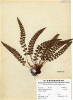 藏品(針葉耳蕨)的圖片